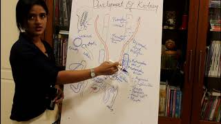 DEVELOPMENT OF THE KIDNEYHUMAN EMBRYOLOGY DR ROSE JOSE [upl. by Akimot]