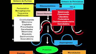 Lo más básico de los antineoplásicos Mecanismo de acción de los citostáticos [upl. by Namharludba]