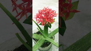 Propagation of Ixora coccinea flowers by tops shorts [upl. by Irahc]