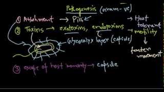 Pseudomonas aeruginosa pathogenesis [upl. by Atreb601]