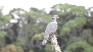 Patagioenas fasciata Bandtailed Pigeon [upl. by Ardolino]