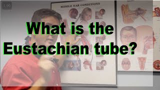 Eustachian Tube explained [upl. by Toulon]