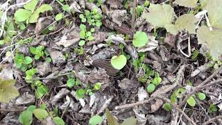 Morel mushroom hunting in Central Alberta Canada [upl. by Dielle]