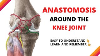 ANASTOMOSIS Around KNEE JOINT🔥🔥 easy and concise explanation [upl. by Ardna962]