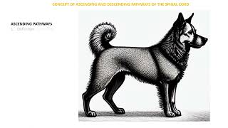 Spinal Cord Ascending and Descending pathways [upl. by Bobette]