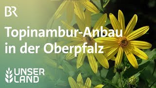 Seltene Knolle Lohnt der Anbau von Topinambur  Unser Land  BR Fernsehen [upl. by Eppilihp887]