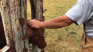 DEHORNING CALVES  HOW TO DEHORN CATTLE  WARNINGMIGHT BE DISTURBING TO SOME VIEWERS  POLLING COWS [upl. by Odrareg]