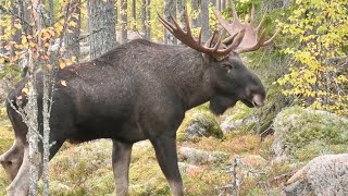 ÄLGLOCK  MOOSE CALLING 2024  14taggare Hälsingland [upl. by Rimidalb]