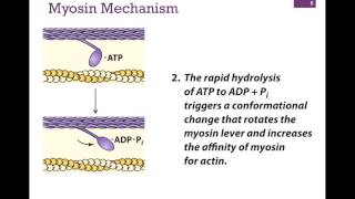 032Myosin Structure amp Function [upl. by Radmilla]