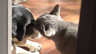 Cane e gatto insieme che si fanno le coccole [upl. by Aihtiekal]