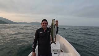 Fim de tarde com anchova na linha  em ilhabela Buzyfish guia de pesca na região de Ilhabela [upl. by Leela441]