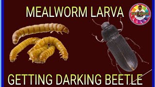 mealworms lifecycle mealworm to darkling Beetle [upl. by Knapp667]