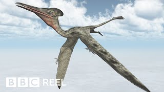 How to ride a pterosaur according to science  BBC REEL [upl. by Nojed]