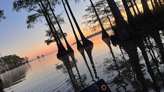 Power drop shotting Caddo Lake BASSMASTER day 1 [upl. by Dlanod]