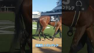 頑張れ！パンドレア！逢坂山特別 競馬 京都競馬場 [upl. by Lexerd]