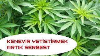 YETİŞTİRMEK ARTIK SERBEST VE KAZANÇLI [upl. by Tamra433]