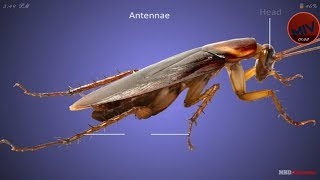 Morphology of cockroach [upl. by Nissy39]