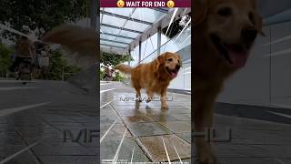 Micky 🐶 The dog  Story Of Amazing Dog 🐕  Malayalam Funny  Part155 dog shorts malayalam cute [upl. by Hamilton]