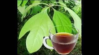 Sassafras Leaf Tea Health Benefits [upl. by Borchers]