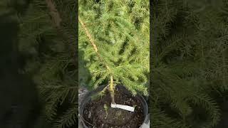 Picea abies “ Ольга”  название условное возможно будет называться иначе 💚🌲💚220924🍁🌲 [upl. by Alisan]