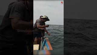 Catching Giant Trevally in the Deep Sea fishing fishingvideo fishingtime [upl. by Howey472]