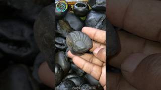 Shaligram  sri surya vishnu shaligram shila gandaki river shaligram 💐💐 shorts short shortsfeed [upl. by Mccall947]