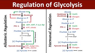 Regulation of Glycolysis  Allosteric vs Hormonal Regulation of Glycolysis  Biochemistry [upl. by Sim]