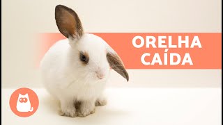 Por que meu COELHO tem ORELHA CAÍDA 🐰 4 causas [upl. by Ornstead]