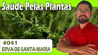 Saúde Pelas Plantas  Erva de Santa Maria vermífuga cicatrizante analgésica repelente [upl. by Kobylak]