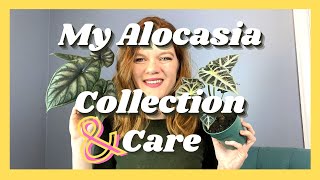 My Alocasia Collection amp Care HowTo  6 Varieties  Soiled Plant [upl. by Serdna]