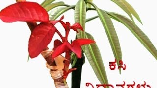 Grafting Techniques Kannada [upl. by Antonin]