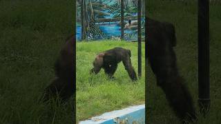 playful Chimpanzee at Alipore zoo shorts [upl. by Tiat]