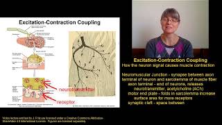 Muscle Contraction Part 2 [upl. by Areem]