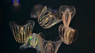 What makes comb jellies light up  Oceana [upl. by Ennahs]