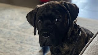 When Bullmastiffs ATTACK  Groot the Bullmastiff In Full Play Mode [upl. by Sidran]