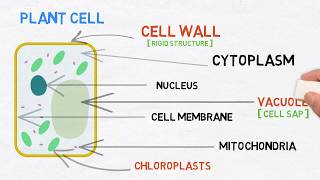 Introduction to cells  plant and animal cells [upl. by Marney]