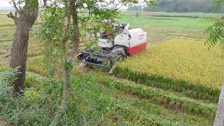 yanmar harvester new video [upl. by Ocirred268]