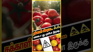 தக்காளி விஷமா என்னடா இது புது புரளியா இருக்கு  Fascinating History of Tomatoes  Kutty Facts [upl. by Wanfried]