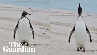 South Georgias Largest King Penguin Colony Awakens [upl. by Velasco]