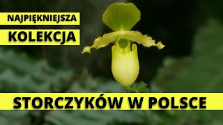 Najpiękniejsza kolekcja STORCZYKÓW w Polsce Storczykarnia w Łańcucie [upl. by Acirred]