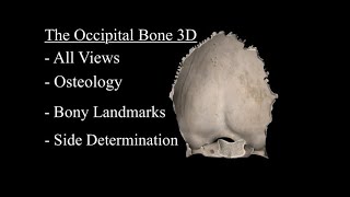 The Occipital Bone Anatomy 3D Parts Landmarks and Explanation [upl. by Kaasi387]