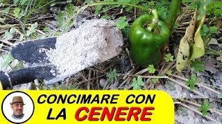 CONCIMARE CON LA CENERE [upl. by Brenton]