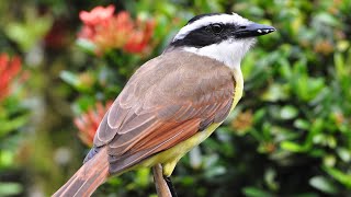 KISKADEE BIRDSOUND CALL hmetv5490 [upl. by Beatty]