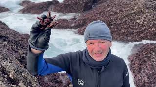 Llegan unos de los mejores percebes del mundo los mariscadores ya bajaron a O Roncudo [upl. by Hutson]