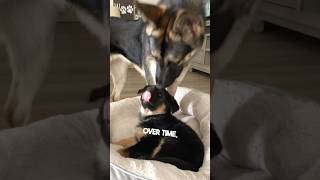 This dog reaction to new puppy is too wholesome 😂 [upl. by Yrkcaz]