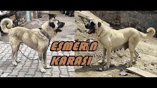 MEYDANCILARI PERİŞAN EDEN AĞRININ KURTÇU ÜRETEN KÖYÜ ESMERİN KATIL KÖPEKLERİ [upl. by Shewmaker]