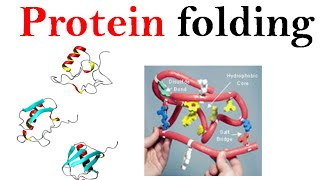 Protein folding mechanism [upl. by Ahsam]