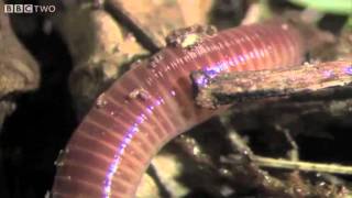 The Amazing World Of Earthworms In The UK  Springwatch  BBC Two [upl. by Enihpesoj]