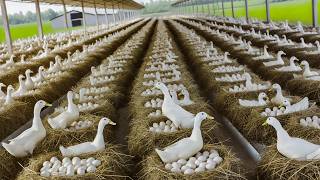 Harvesting Duck Eggs  Duck Egg Farm Business  DIY Cheap Food for Ducks [upl. by Helena554]