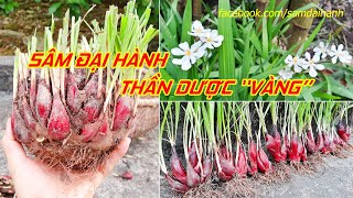 Thông tin về cây Sâm đại hành  Thần dược quotVàngquot chữa trị bách bệnh [upl. by Hausmann]